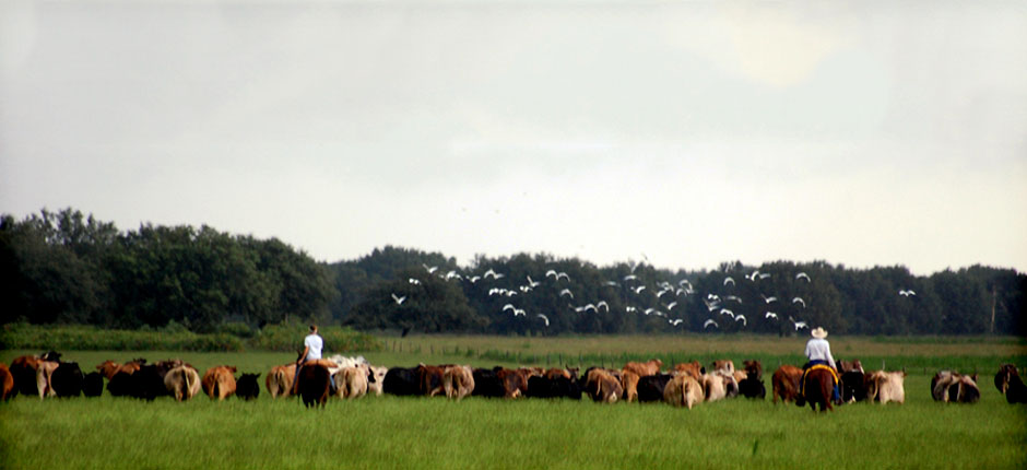 Ranching in Florida; The Florida Cow CavvySavvy.com - We Know Working Horses